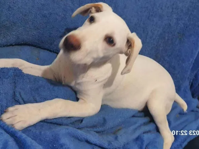 Cachorro raça Mestiço de Labrador  idade 2 a 6 meses nome Menino