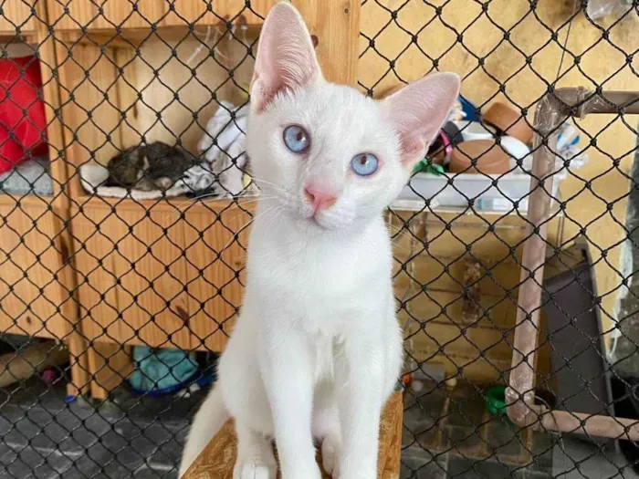 Gato ra a SRD-ViraLata idade 2 a 6 meses nome Branco 