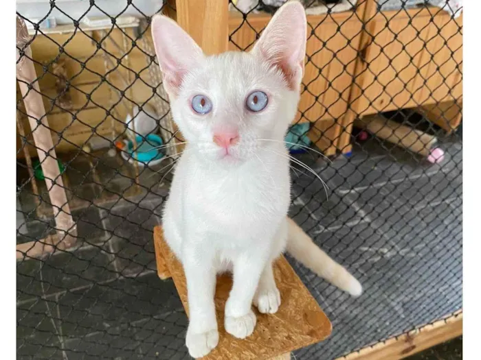 Gato ra a SRD-ViraLata idade 2 a 6 meses nome Branco 