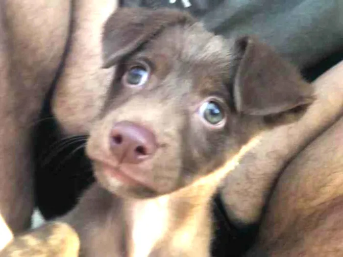 Cachorro ra a SRD-ViraLata idade Abaixo de 2 meses nome Bob