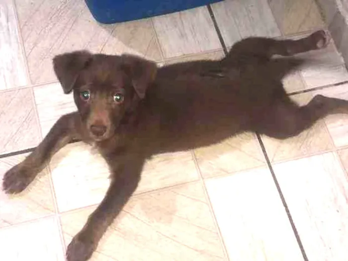 Cachorro ra a SRD-ViraLata idade Abaixo de 2 meses nome Bob