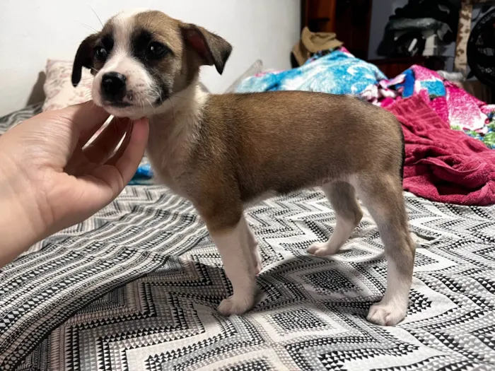 Cachorro ra a SRD-ViraLata idade 2 a 6 meses nome Princesa 