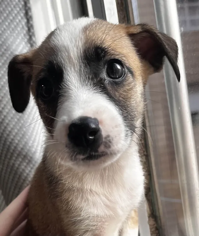 Cachorro ra a SRD-ViraLata idade 2 a 6 meses nome Princesa 