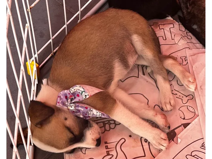 Cachorro ra a SRD-ViraLata idade 2 a 6 meses nome Princesa 