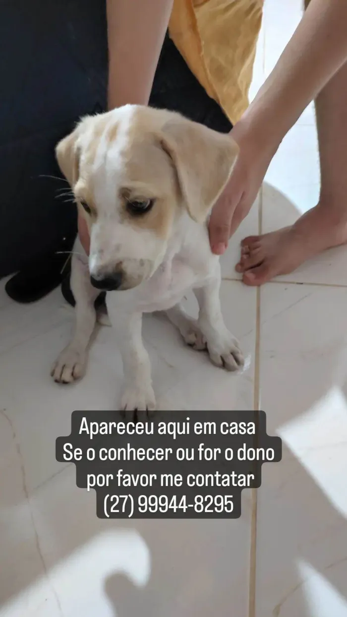 Cachorro ra a  idade 2 a 6 meses nome N responde a nenhum q eu chamei até agr