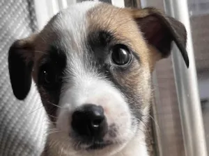 Cachorro raça SRD-ViraLata idade 2 a 6 meses nome Princesa 