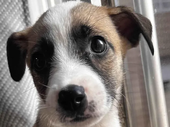 Cachorro ra a SRD-ViraLata idade 2 a 6 meses nome Princesa 