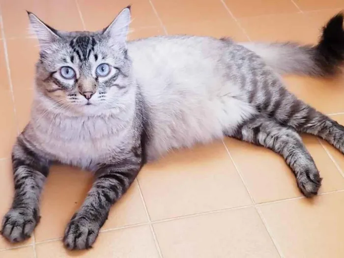 Gato raça SRD-ViraLata idade 1 ano nome Gaspar
