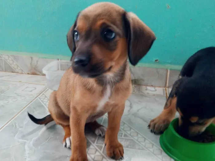 Cachorro ra a SRD-ViraLata idade 2 a 6 meses nome Caramela 