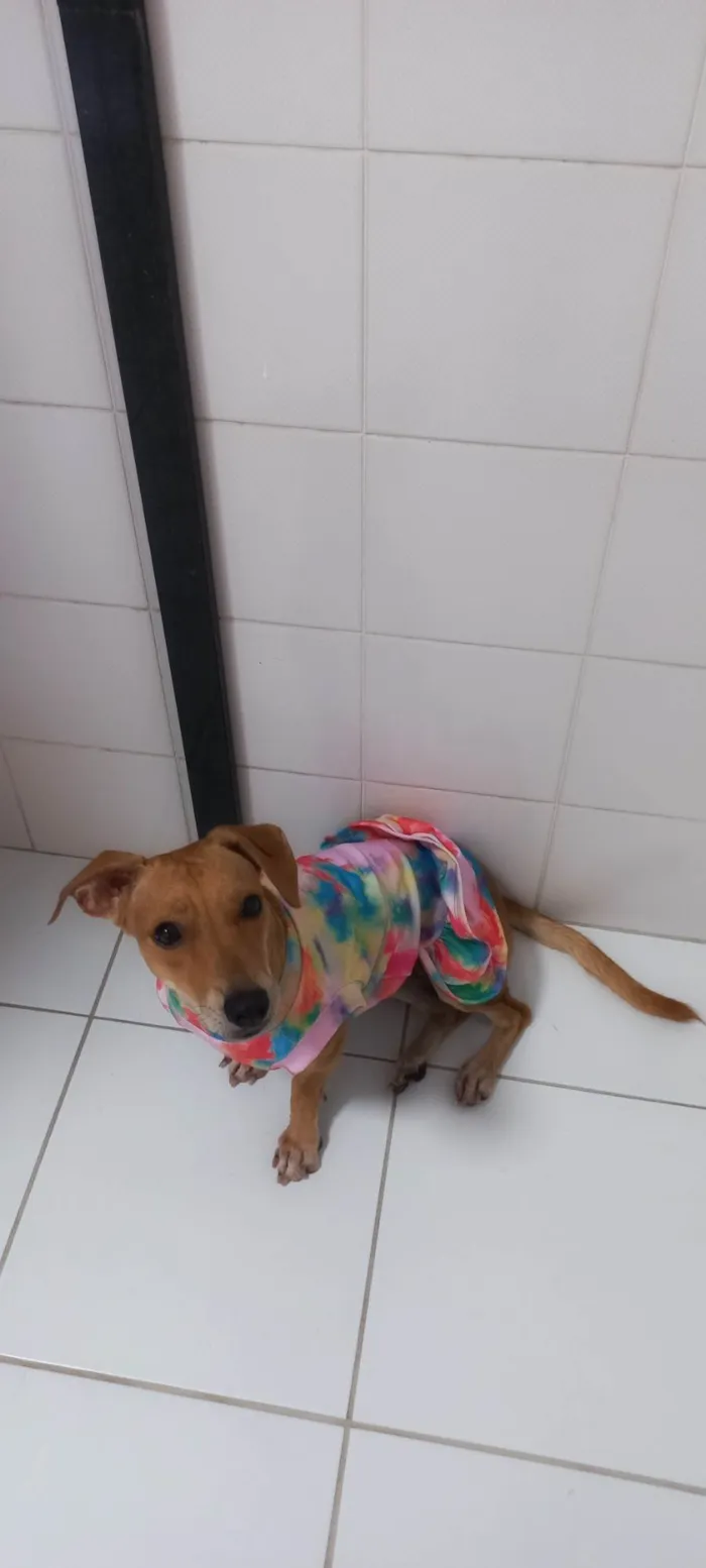 Cachorro raça SRD-ViraLata idade 1 ano nome Serena PEQUENO PORTE