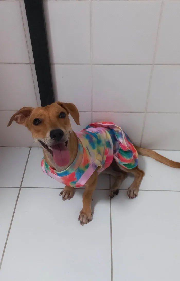 Cachorro raça SRD-ViraLata idade 1 ano nome Serena PEQUENO PORTE