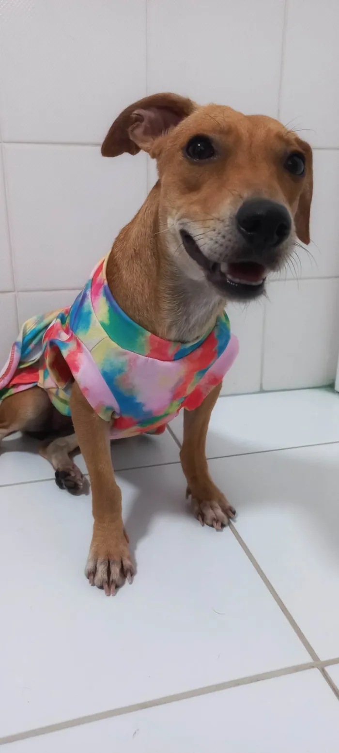 Cachorro raça SRD-ViraLata idade 1 ano nome Serena PEQUENO PORTE