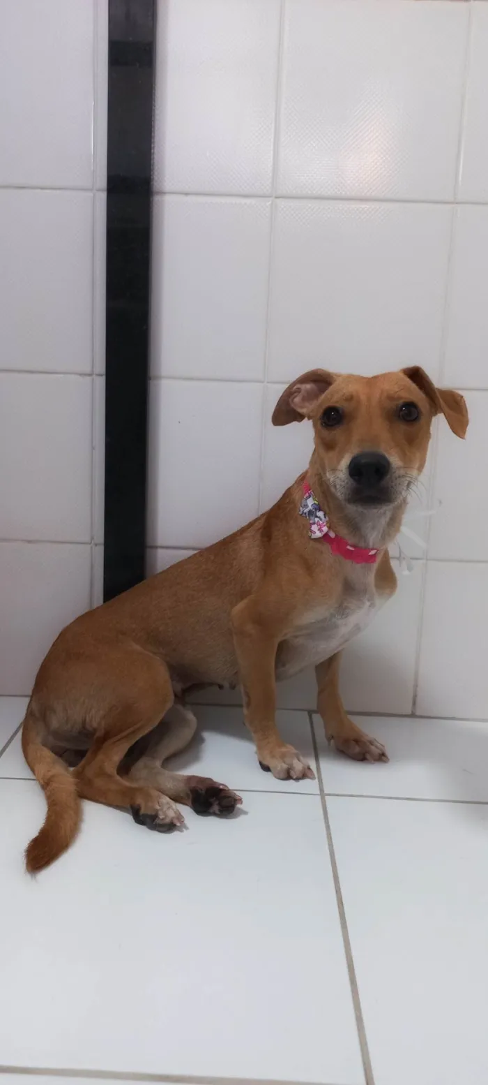 Cachorro raça SRD-ViraLata idade 1 ano nome Serena PEQUENO PORTE
