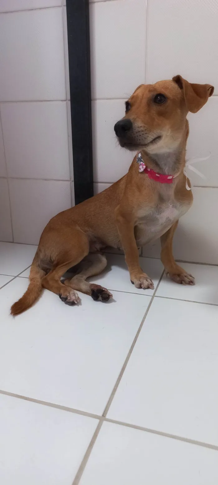 Cachorro raça SRD-ViraLata idade 1 ano nome Serena PEQUENO PORTE