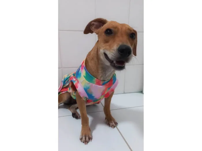 Cachorro raça SRD-ViraLata idade 1 ano nome Serena PEQUENO PORTE