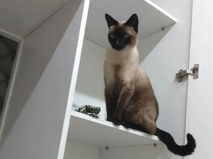 Gato raça Siamês idade 3 anos nome Cherry