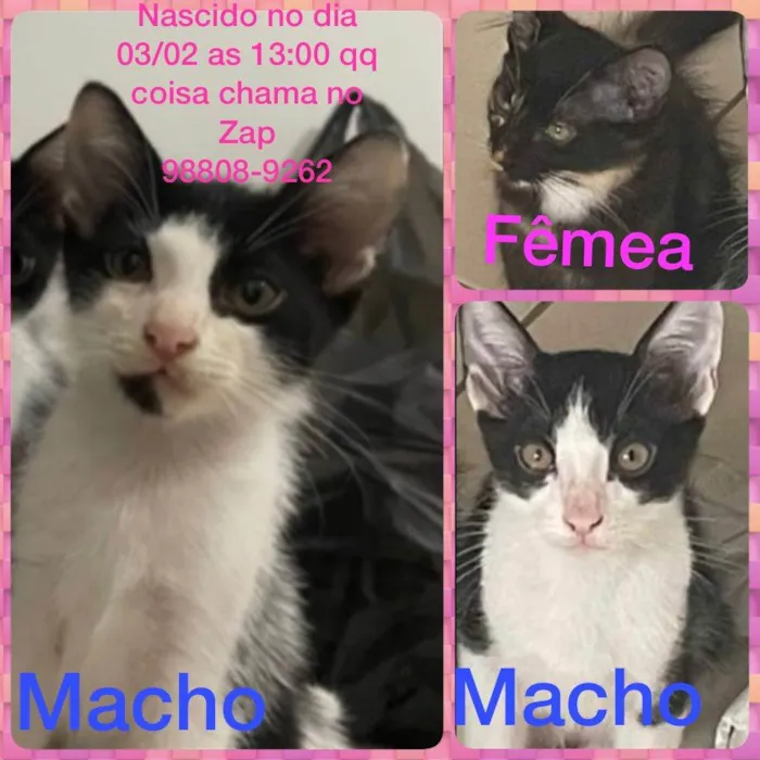 Gato ra a gato idade 2 a 6 meses nome tico,teco e merlia