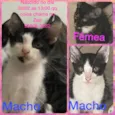 tico,teco e merlia
