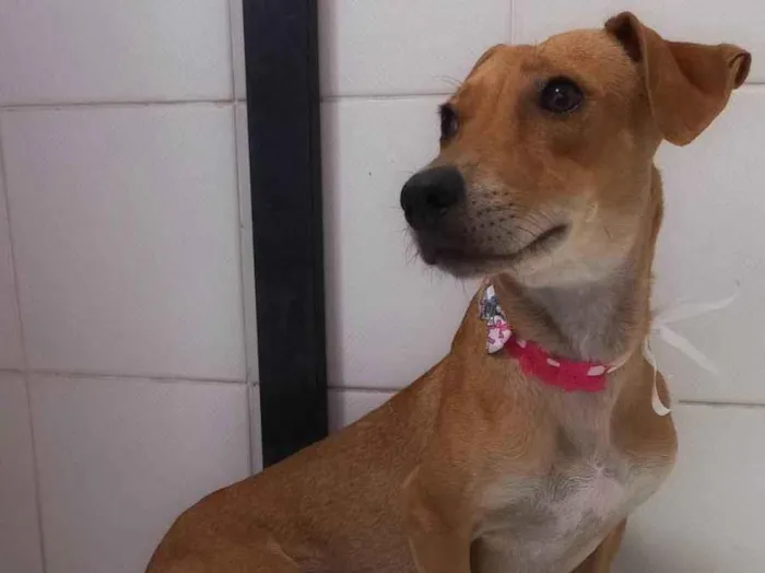 Cachorro raça SRD-ViraLata idade 1 ano nome Serena PEQUENO PORTE