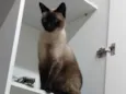 Gato raça Siamês idade 3 anos nome Cherry