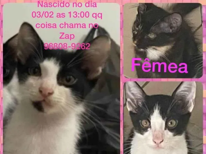 Gato ra a gato idade 2 a 6 meses nome tico,teco e merlia