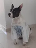 Maya