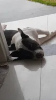 Maya