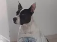 Maya