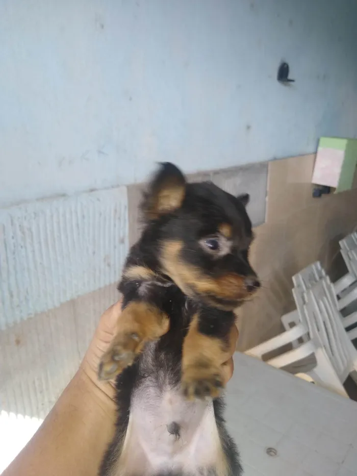 Cachorro ra a SRD-ViraLata idade Abaixo de 2 meses nome Lobinho