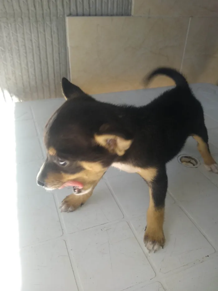 Cachorro ra a SRD-ViraLata idade Abaixo de 2 meses nome Tonico 