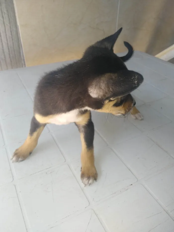 Cachorro ra a SRD-ViraLata idade Abaixo de 2 meses nome Tonico 