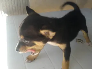 Cachorro raça SRD-ViraLata idade Abaixo de 2 meses nome Tonico 