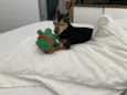 Dudu - Pinscher 
