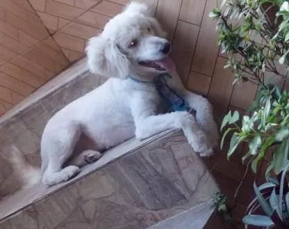 Cachorro ra a Poodle idade 3 anos nome Leão