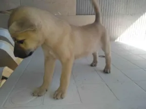 Cachorro raça Vira latas idade 2 a 6 meses nome Sem nome