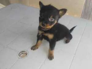 Cachorro raça SRD-ViraLata idade Abaixo de 2 meses nome Lobinho