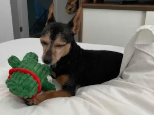 Cachorro raça Pinscher idade 6 ou mais anos nome Dudu - Pinscher 