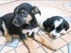 Cachorro raça SRD-ViraLata idade 2 a 6 meses nome Bebês 