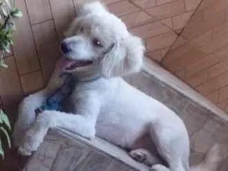 Cachorro ra a Poodle idade 3 anos nome Leão