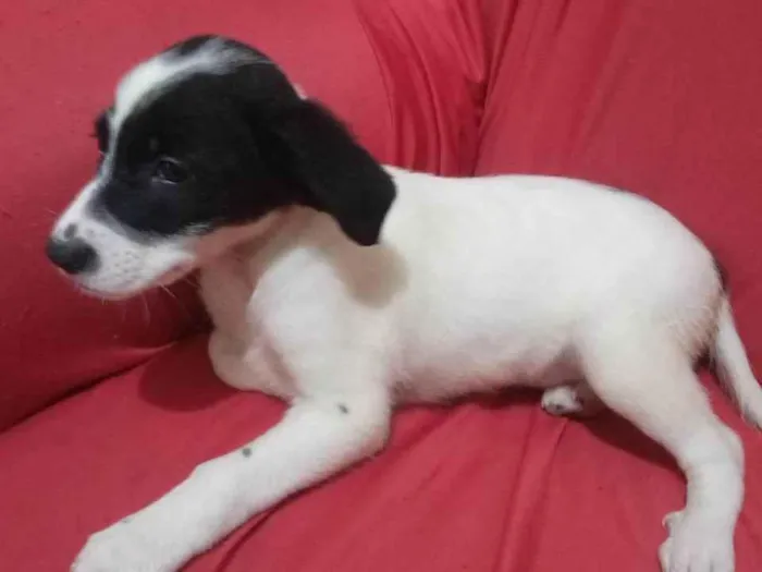 Cachorro raça SRD-ViraLata idade 2 a 6 meses nome Branquinho 
