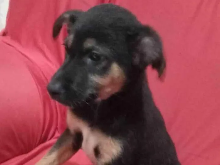 Cachorro raça SRD-ViraLata idade 2 a 6 meses nome Pretinho 