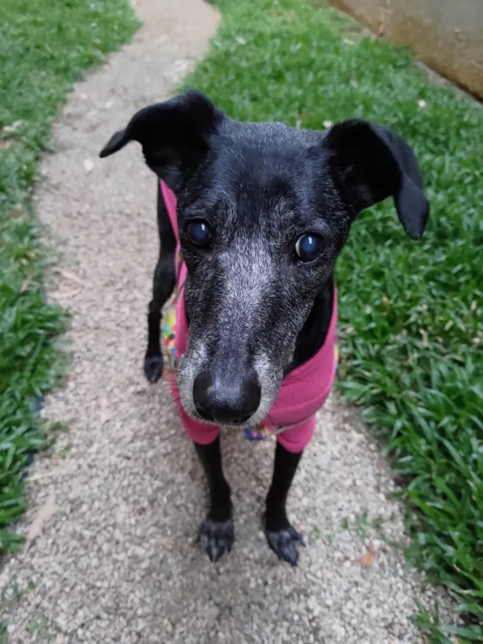 Cachorro ra a SRD idade 6 ou mais anos nome Amora