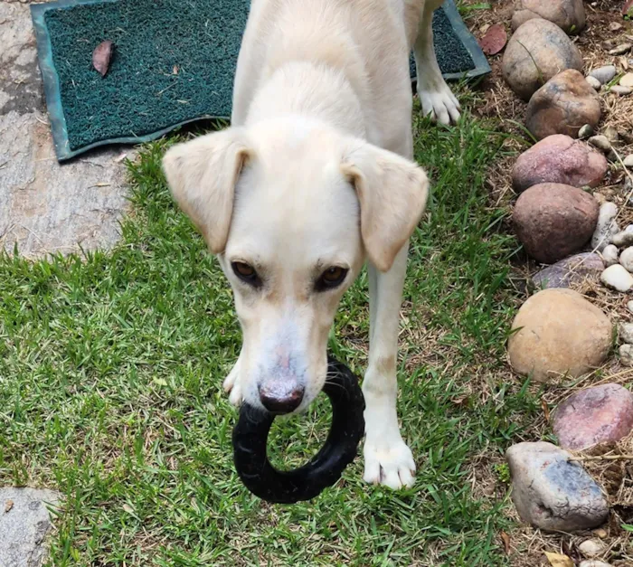 Cachorro ra a SRD-ViraLata idade 1 ano nome Babaji