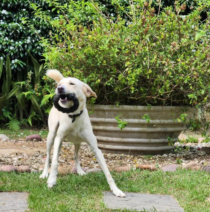 Cachorro ra a SRD-ViraLata idade 1 ano nome Babaji