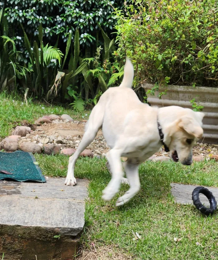 Cachorro ra a SRD-ViraLata idade 1 ano nome Babaji
