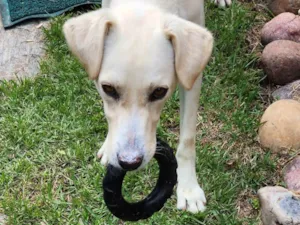 Cachorro raça SRD-ViraLata idade 1 ano nome Babaji