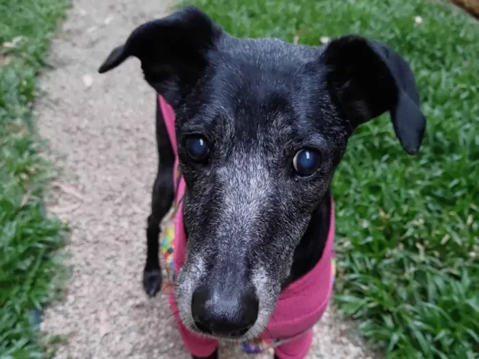 Cachorro ra a SRD idade 6 ou mais anos nome Amora