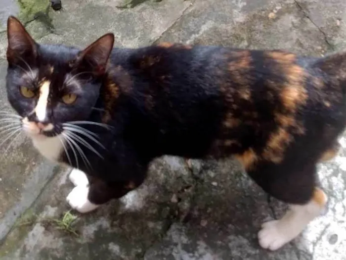 Gato ra a idade 3 anos nome Ferrugem
