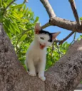 Gabito 