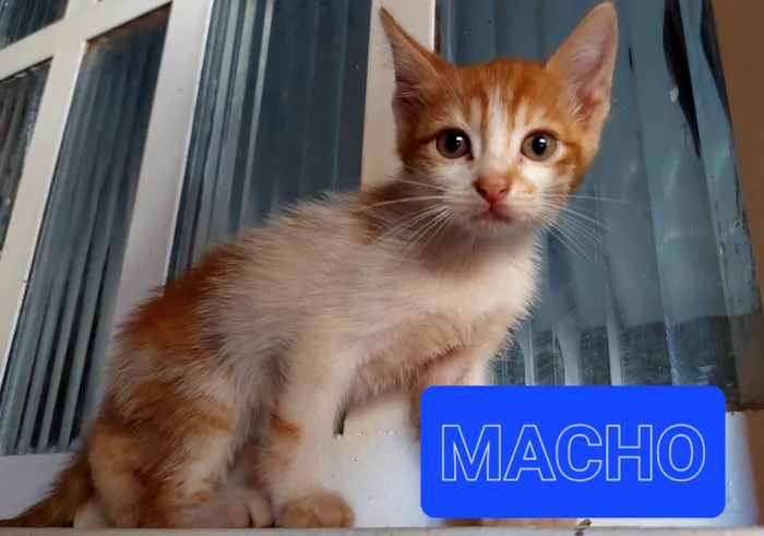 Gato ra a SRN idade 2 a 6 meses nome Gatinhos filhotes 2 meses (sem nome ainda)